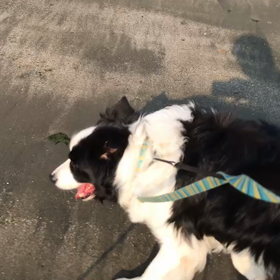 ♪お散歩動画♪お台場海浜公園♪の画像