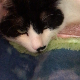 里親募集中の蘭丸くんの画像