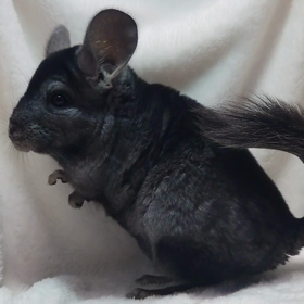 チンチラくんが入荷しました！！！の画像