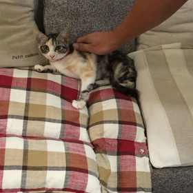 里親様募集の咲良ちゃんの画像