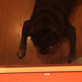 ロックに犬の鳴き声を聞かせたら・・・の画像