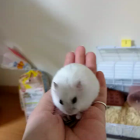 愛しのむーたん。の画像