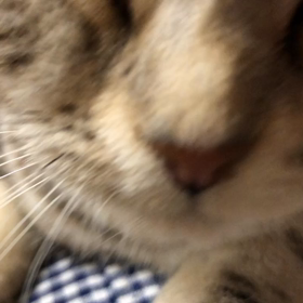 撫で撫での画像