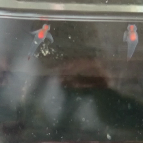 クリオネお嫁入りの画像