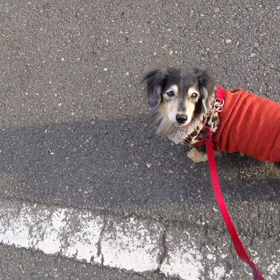 モコ闘病記⑧の画像