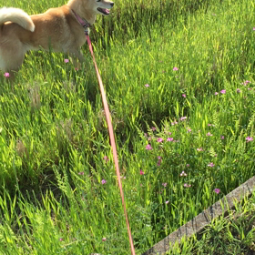 普通にお散歩＆愚痴の画像