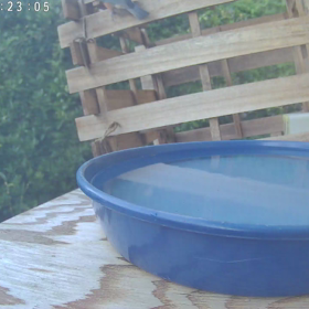 すぎぴたんの事件簿シーズン3　363話（常連さん獲得！　メジロご夫婦）の画像