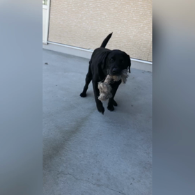 遊びたい気持ちと体力の限界の画像