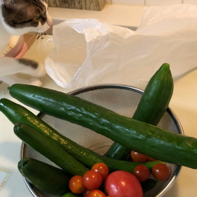 主人の鋭い感…ヨーカ堂のコロナ感染者。新鮮野菜とデール。の画像