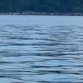 目の前にイルカの画像