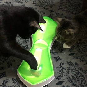 ワイルドなスタジアム！の画像