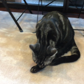 神戸岡本の猫カフェで癒されてきました！の画像