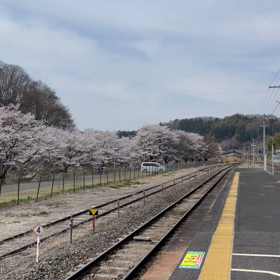 三春駅のホームからの桜並木❣❣の画像