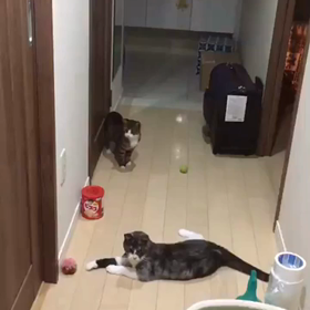 モカさんとミミちゃんの画像