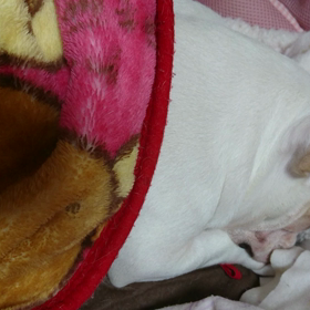 一夜明けて…の画像