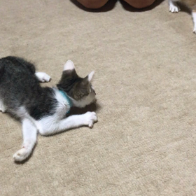 今日の運動会の画像