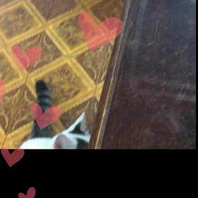 今日のテンの画像