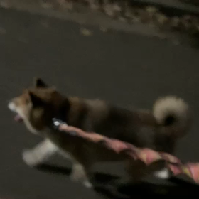 8月17日15わんこと1時間遠足  代々木公園の画像