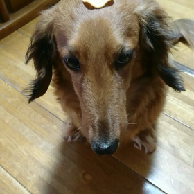 固まるポン太の画像