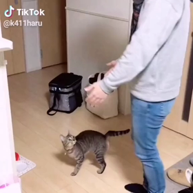 抱っこされたいネコの画像