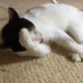 怒られたあとの行動の画像