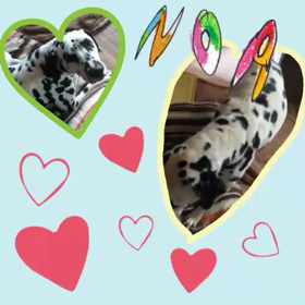 ノアくん(^_^)の画像