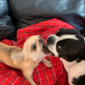 ゲロゲーロの画像