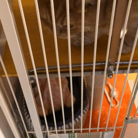 生むぎ(´Д` )の画像