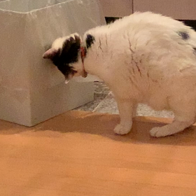 みつお 9/27 夜の画像