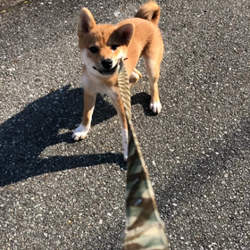 嫌々病。の画像