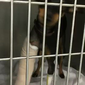 影千代くんの手術無事終了‼️の画像