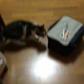 デールにやられちゃいました。雨の一日、2人で遊んでね。の画像