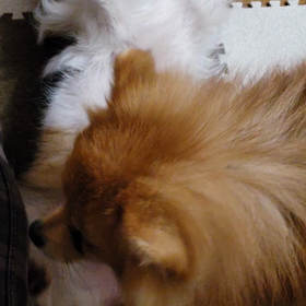 ポムポムとあやめの画像