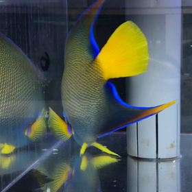 タイガーエンゼルの画像