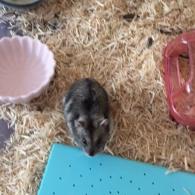 はじめましての画像