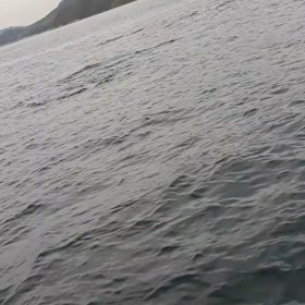 最近の　イルカ！！の画像