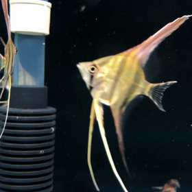 2020 アルタムエンゼルの画像