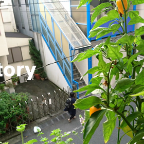 パプリカ鈴なり～の画像