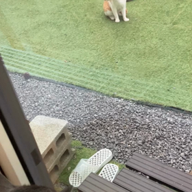 庭に野良猫がやってきたの画像