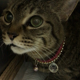 兄弟、姉妹の画像