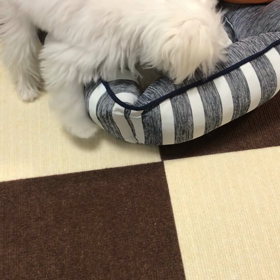 最近のみるくの画像