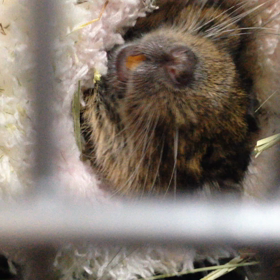 起きてるのか？寝ぼけてるのか？デグー動画の画像