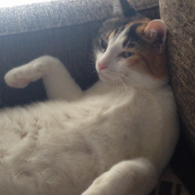 沖縄に夏が来たの画像