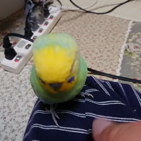 おしゃべりフウスケ君です。の画像