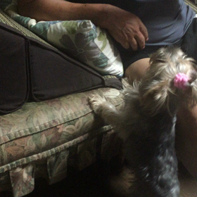 【動画】チロちゃんが守ってくれます！！の画像