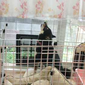 こけこっこーの画像