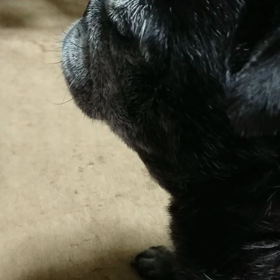 かりん天使５年生の画像