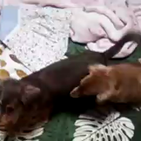 海斗&モモ日記57《気付いた!!》の画像