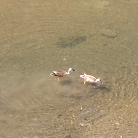 朝の鳥たちの画像