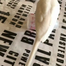 上手なハクちゃんの画像